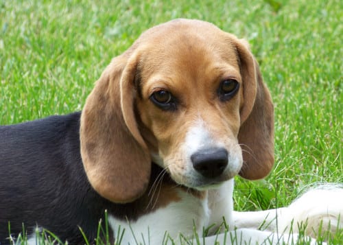 Cute beagle puppy lilly e