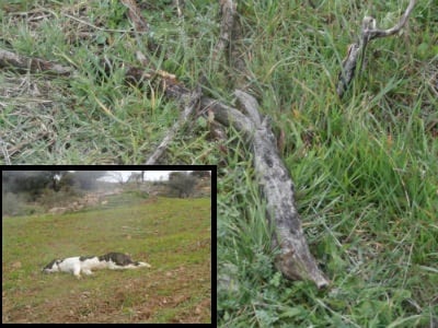 Stick used to kill pet dog