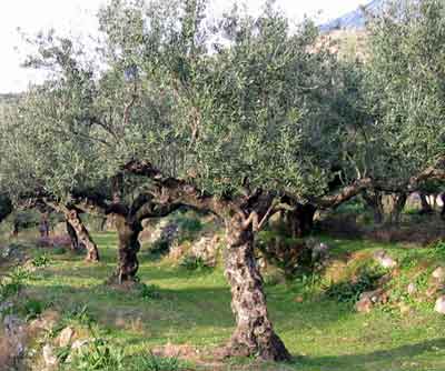 olive tree