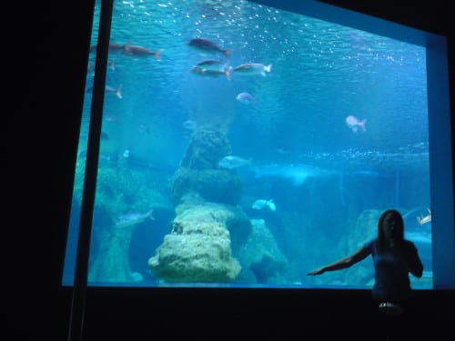 Aquarium  pic e