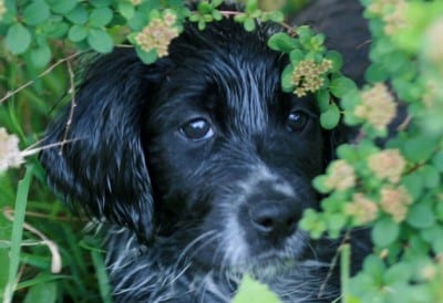 Herbal pets e