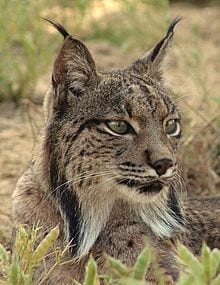 Iberian Lynx