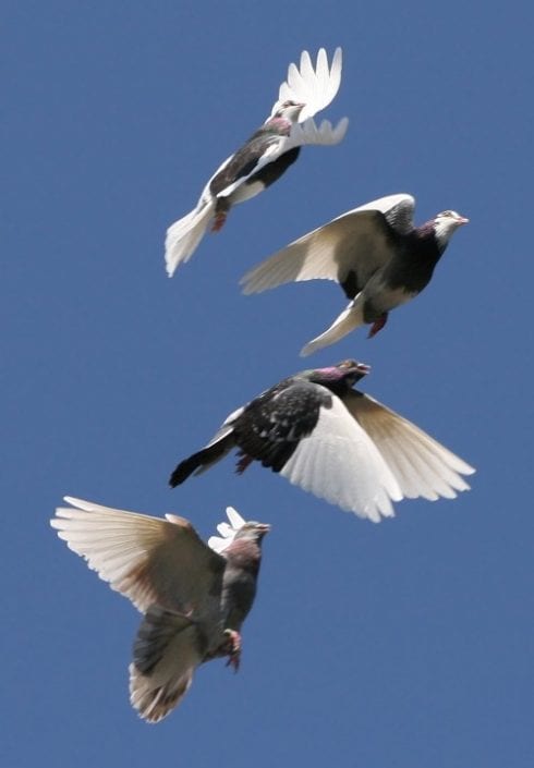 pigeons e