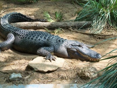 alligator e