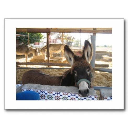 donkey pic e