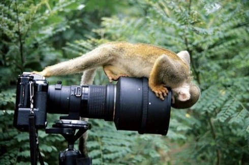 monkeycam pic