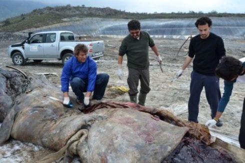 sperm whale pic e