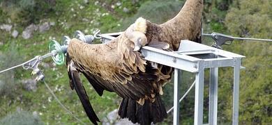 vultures electrocuted