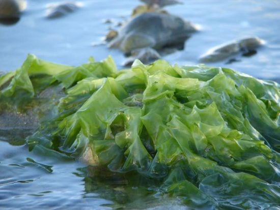 seaweed