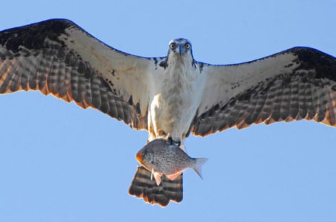 Osprey