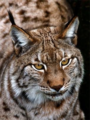 Lynx