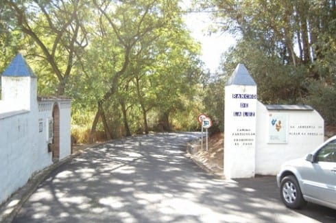 pine trees cut rancho de la luz