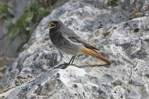 Black Redstart for net