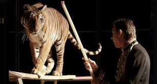 Culture circus tiger