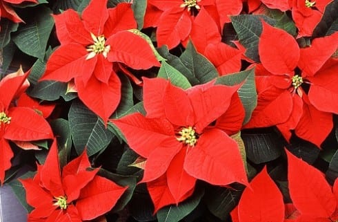 Gardening Poinsettias