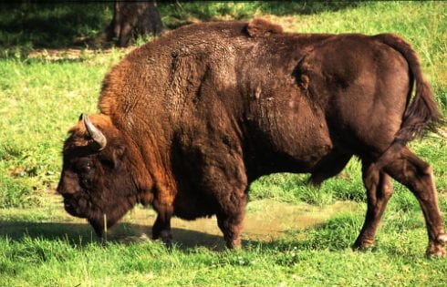 bison born e