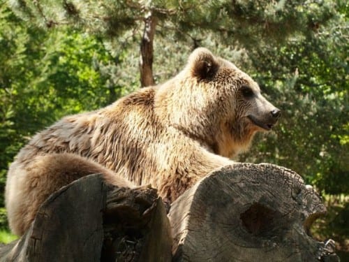 pyros ursine romeo pyrenees  e