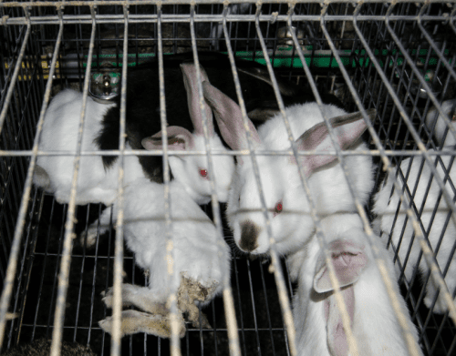 rabbit cruelty e