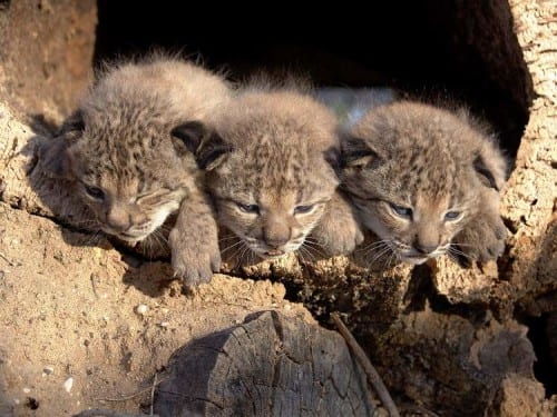 Baby Iberian Lynx e
