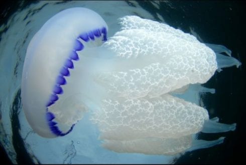 jellyfish e