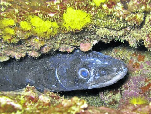 moray eel scuba e