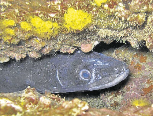 moray eel scuba e