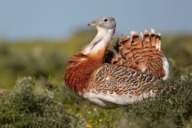 great bustards