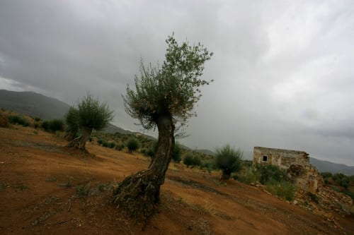 olive tree drought e