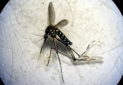 Tiger mosquito