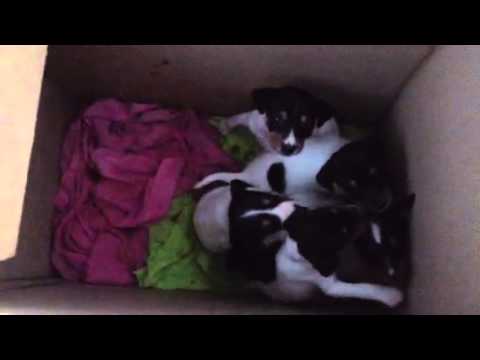 VIDEO: Puppies abandoned outside expat’s home