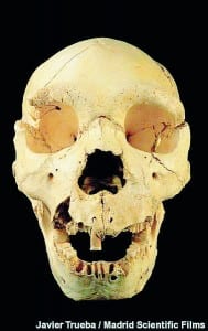 burgos skull