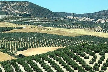 andalusian olive groves e