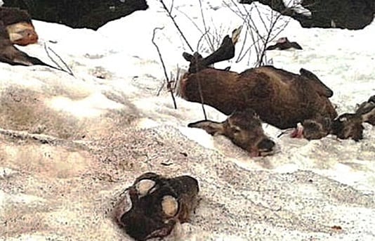 deer