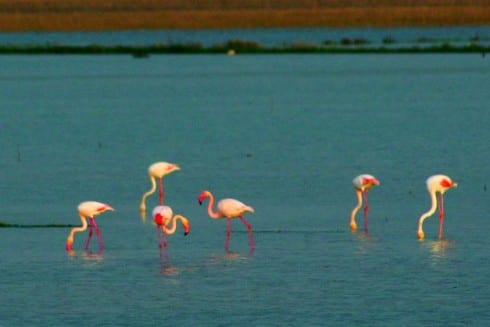 Flamingoe  e