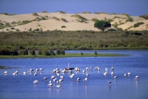 Greater flamingos, Coto Doñana National Park, Spain