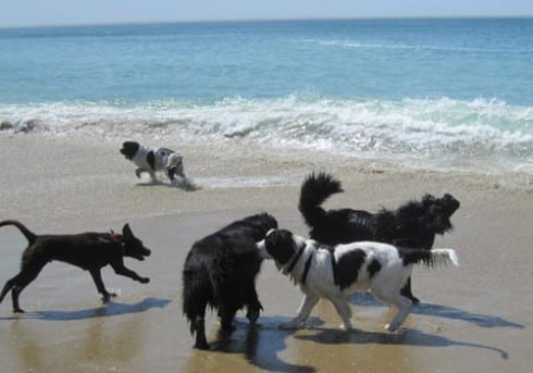 dog beach spain
