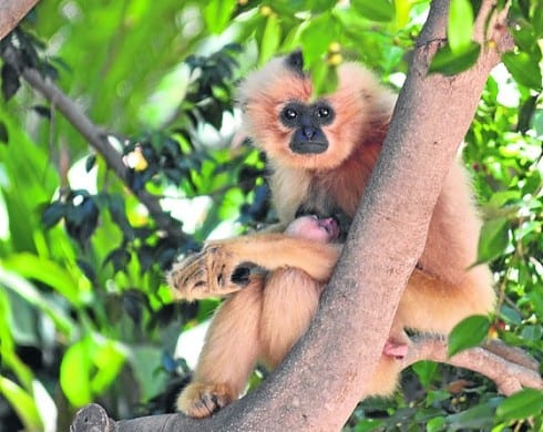 gibbon e