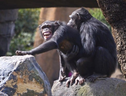 Biopark chimps