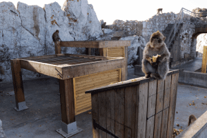 macaques_eating