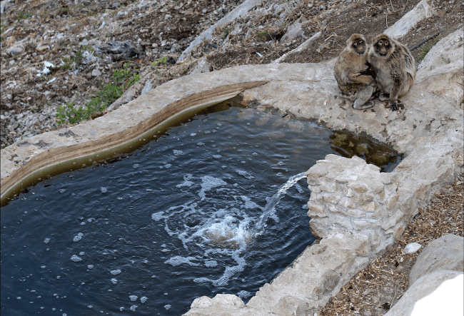 macaques water e