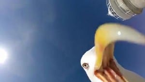seagull selfie
