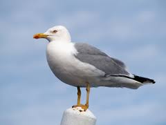 seagull