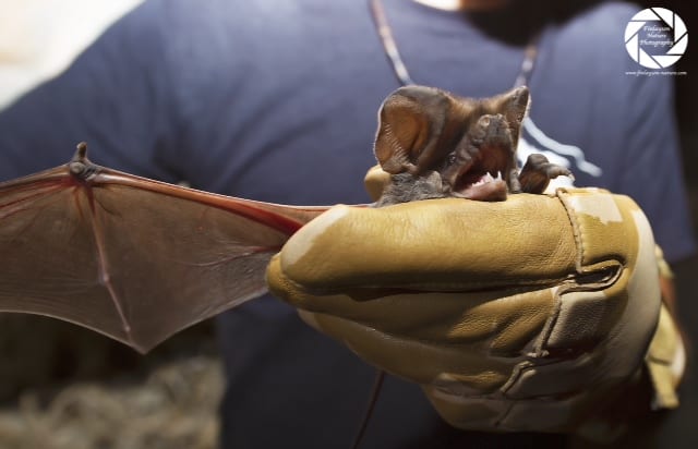 Elusive bat species caught and tagged in Gibraltar cave