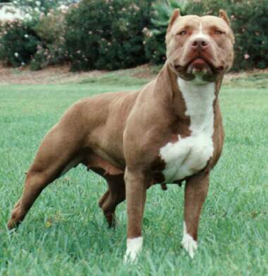 EXPLAINER Is the American Bully XL illegal in Spain? All you need to know as Britain prepares to ban the breed