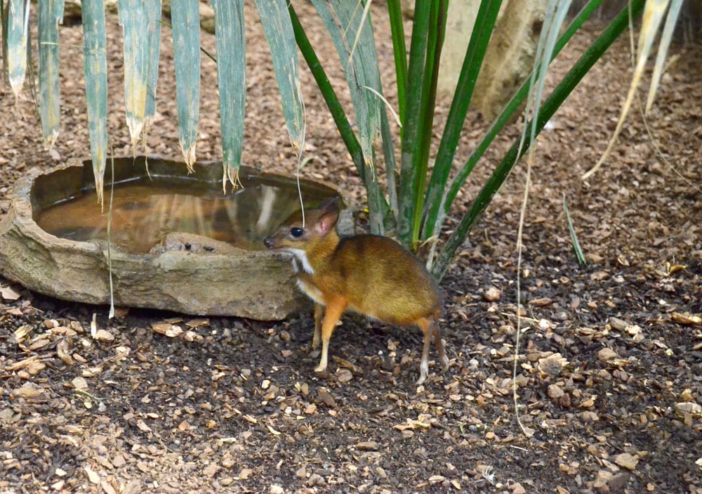 Baby mouse-deer born in Fuengirola Bioparc - Olive Press News Spain