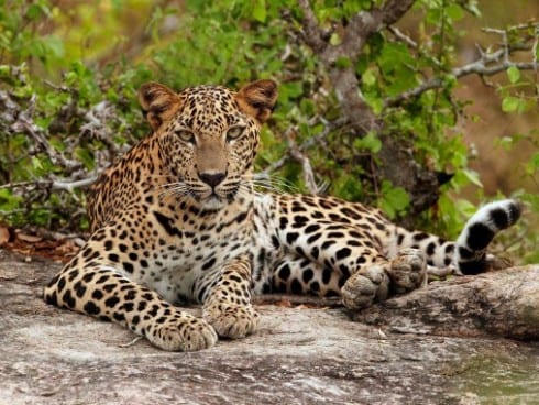 bioparc leopard e
