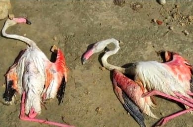 dead flamingos  e