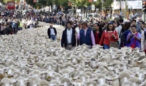 Sheep protest Madrid
