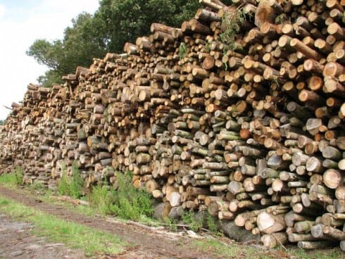 Timber