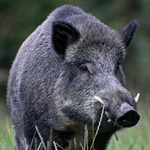 boar